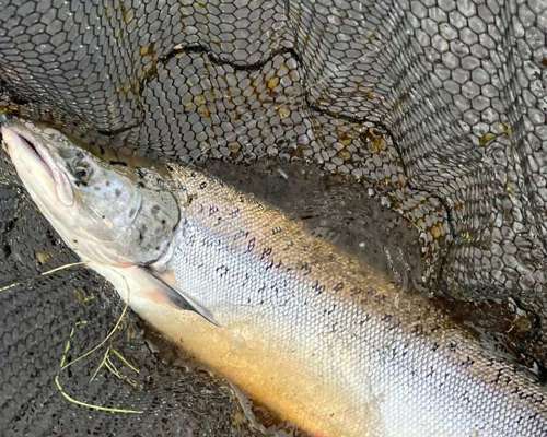 A decent August salmon