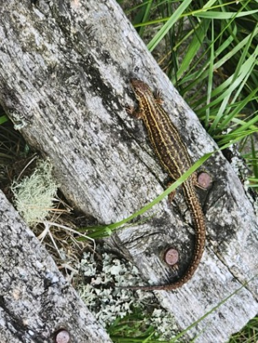common lizard