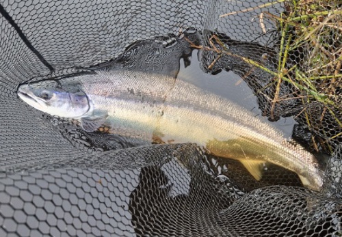 geordie doull beat 13