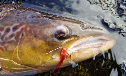 male salmon