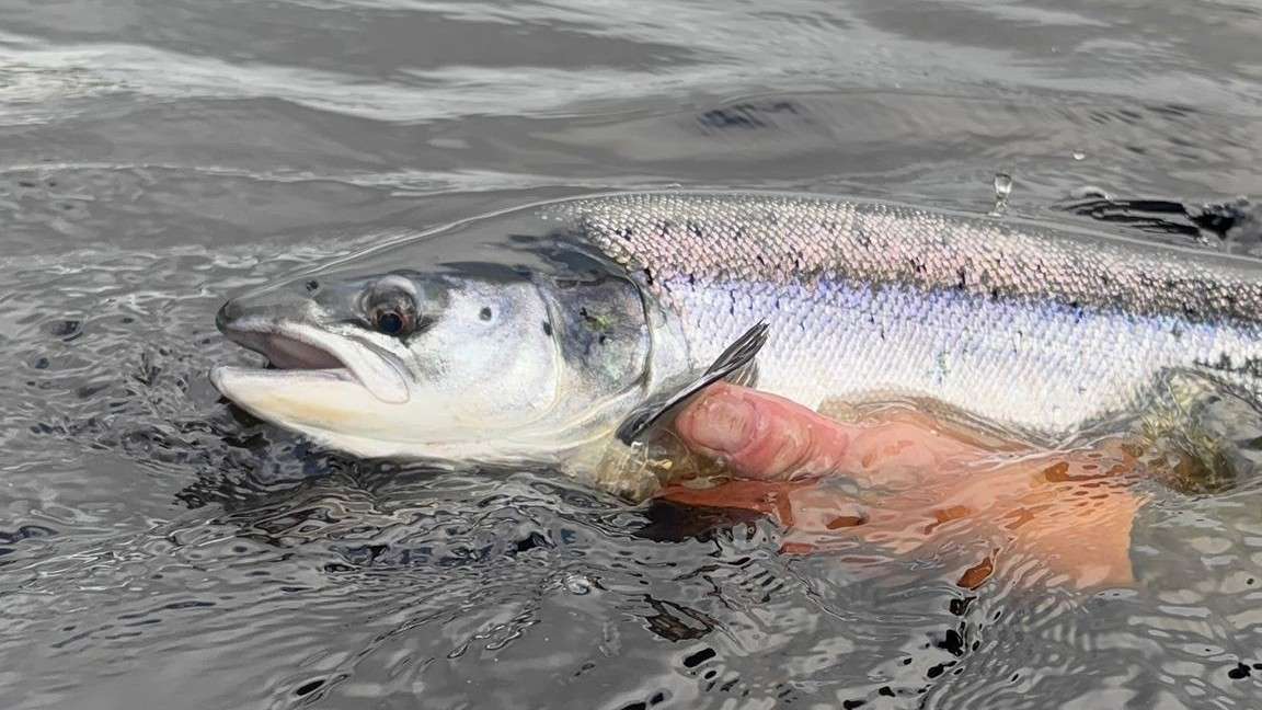 fresh  grilse