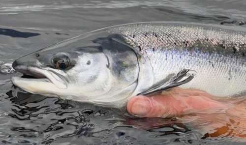 tide fresh grilse