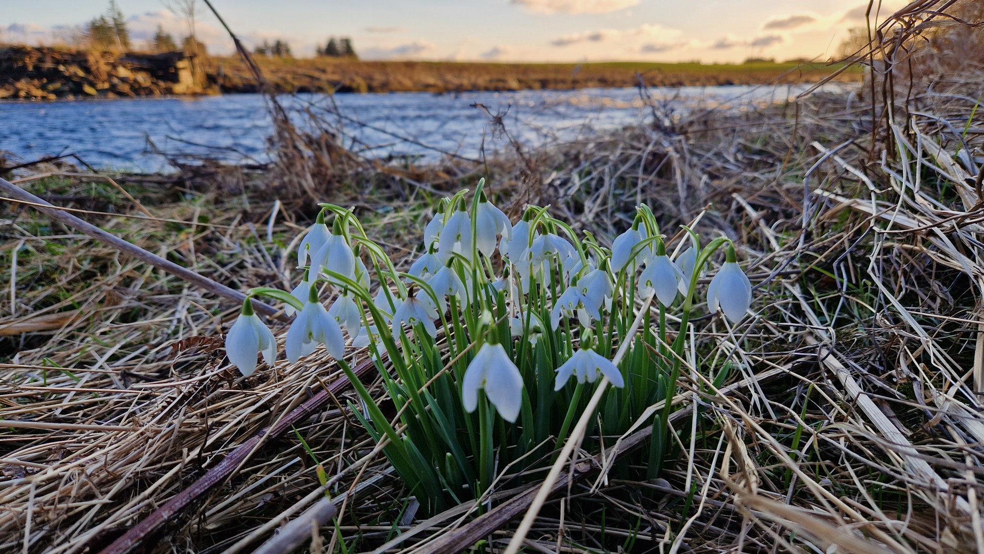 snowdrops on beat 4