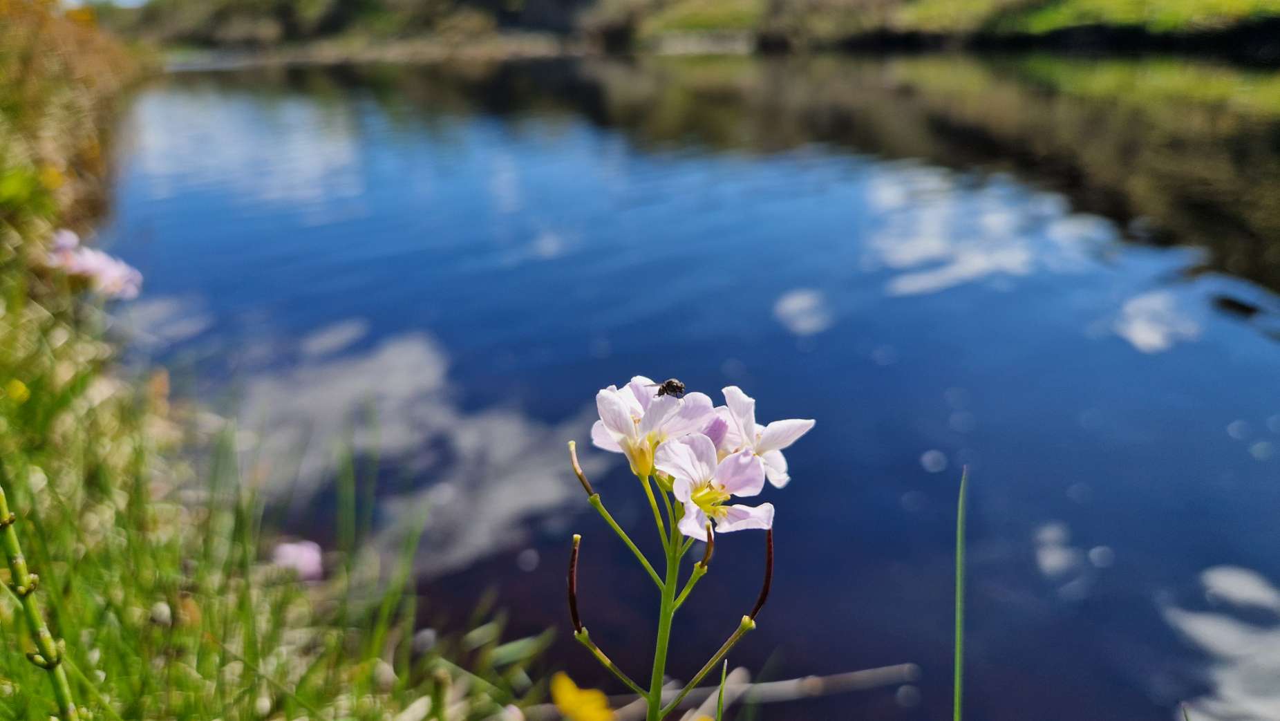 cuckoo flower