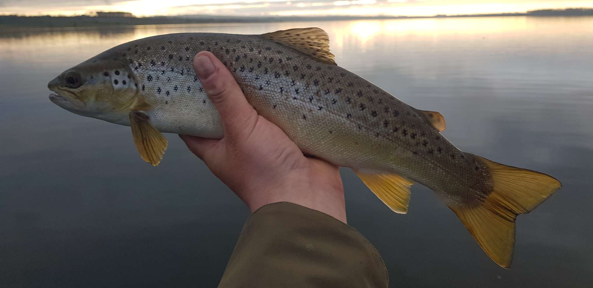 wild brown trout